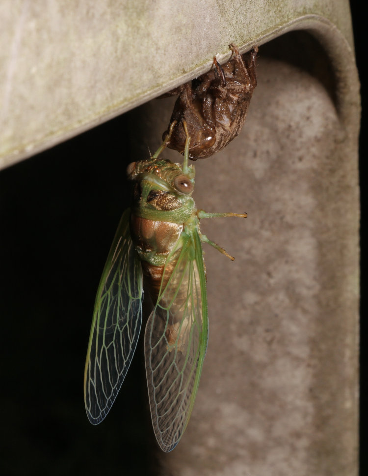 likely annual cicada Cicadidae newly emerged as final instar, still drying out