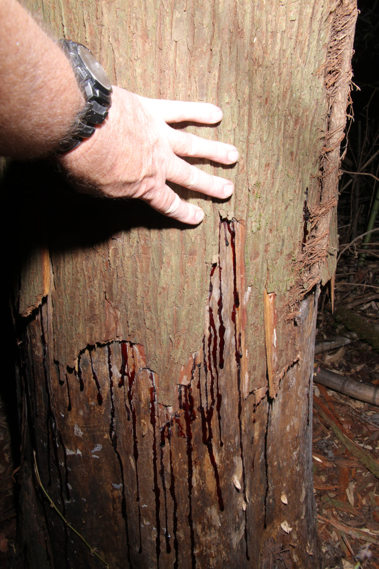 author's hand to show height of damage to bald cypress Taxodium distichum from North American beaver
