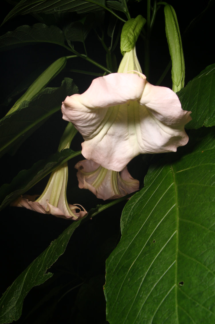 trio of trumpet flowers Brugmansia blooms at night