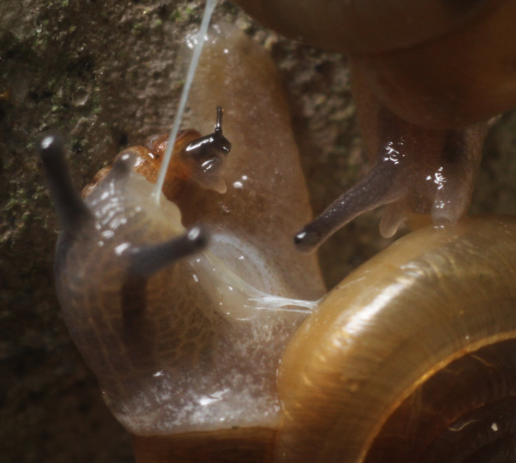 tiny third unidentified snail among two much larger ones, potentially engaged in courtship