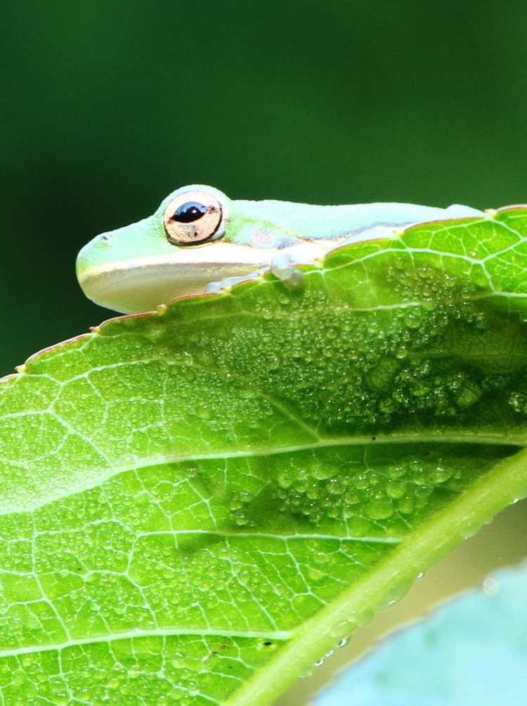 juvenile green treefrog Dryophytes cinereus perched on almond leaf with dew underneath