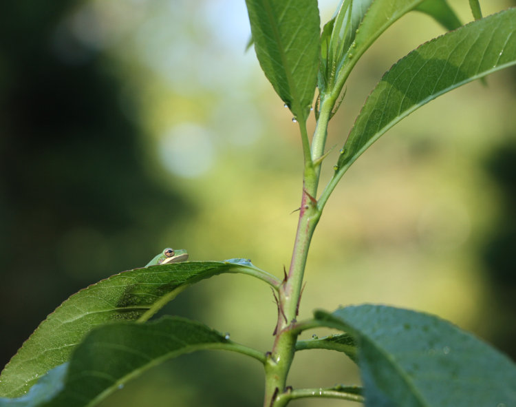 juvenile green treefrog Dryophytes cinereus perched on almond tree early one morning