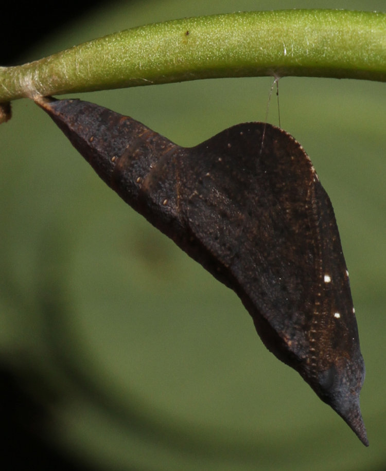 chrysalis of unknown butterfly, possibly American snout Libytheana carinenta, attached to sicklepod Senna obtusifolia branch