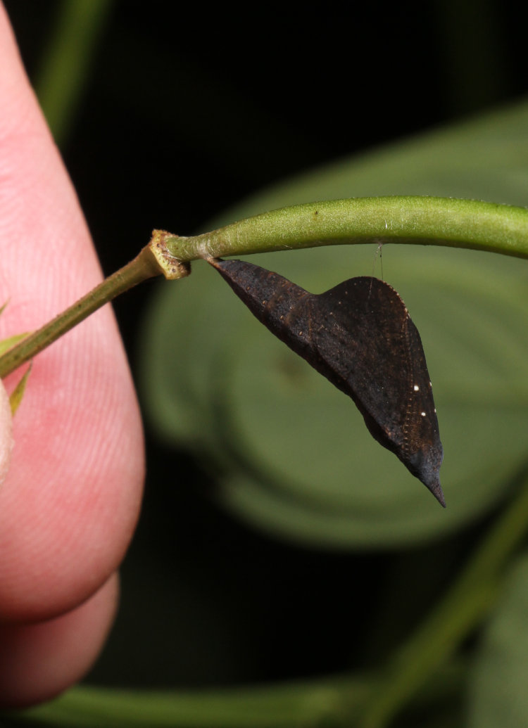 chrysalis of unknown butterfly, possibly American snout Libytheana carinenta, attached to branch of sicklepod Senna obtusifolia