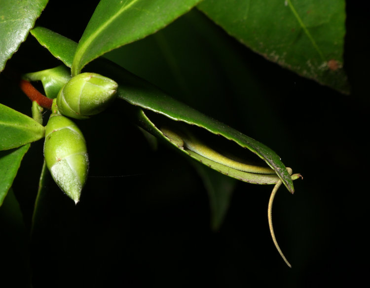 fifty-first juvenile Carolina anole Anolis carolinensis spotted for the evening, sandwiched between two camellia Theaceae leaves