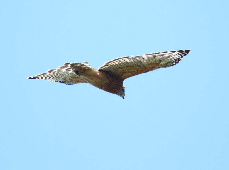 red-shouldered hawk Buteo lineatus sounding off again as it circles in flight