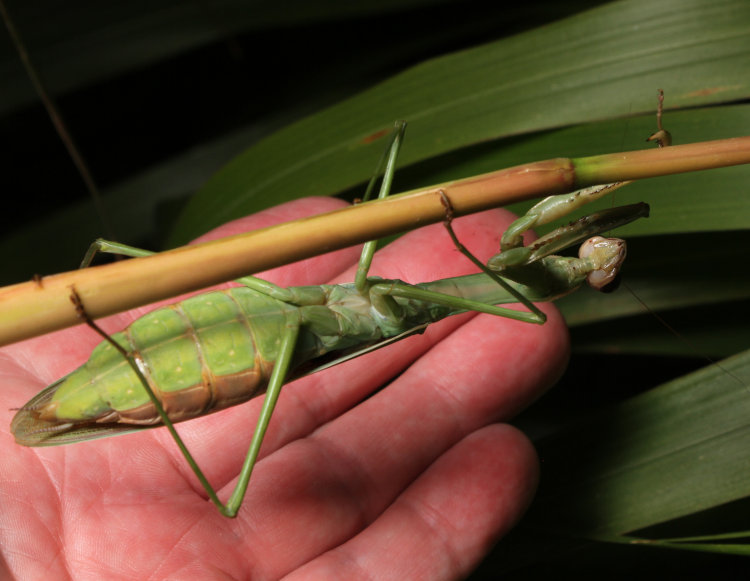 very pregnant Chinese mantis Tenodera sinensis with author's hand for scale