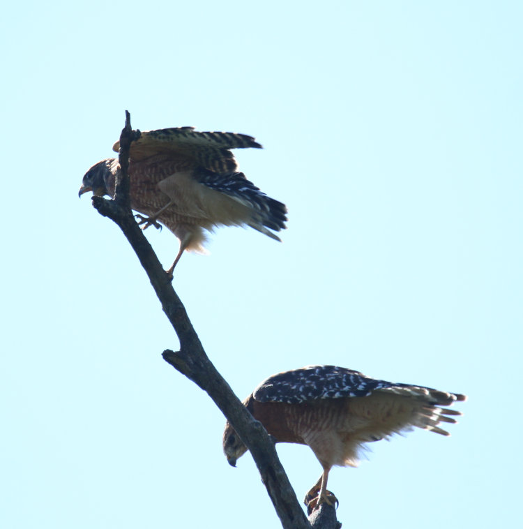 likely male red-shouldered hawk Buteo lineatus still calling as it gets settled above female on dead branch
