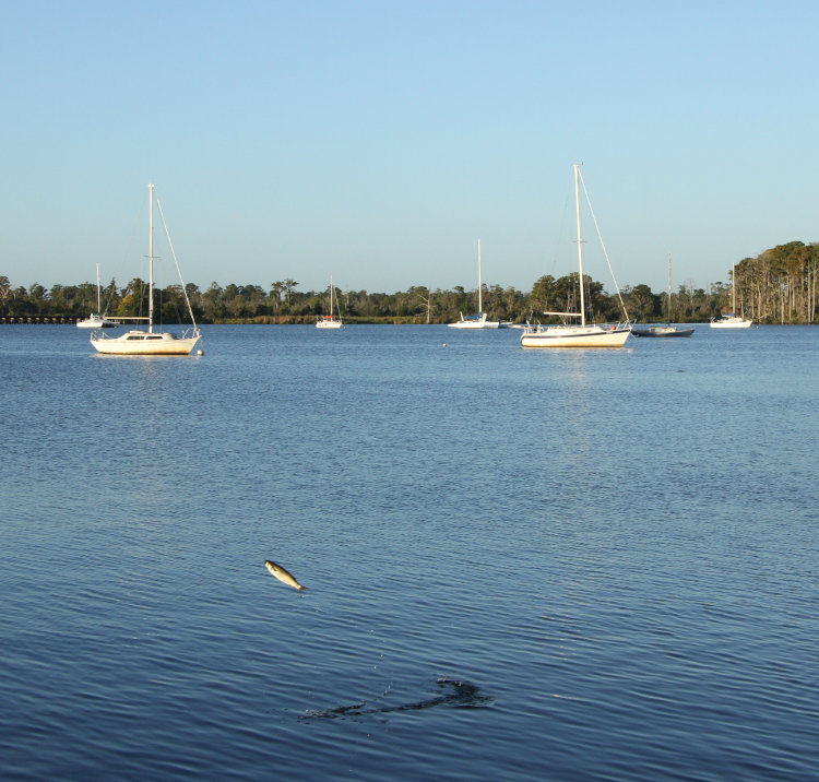 single fish, possibly mullet, leaping from water in front of cluster of sailboats