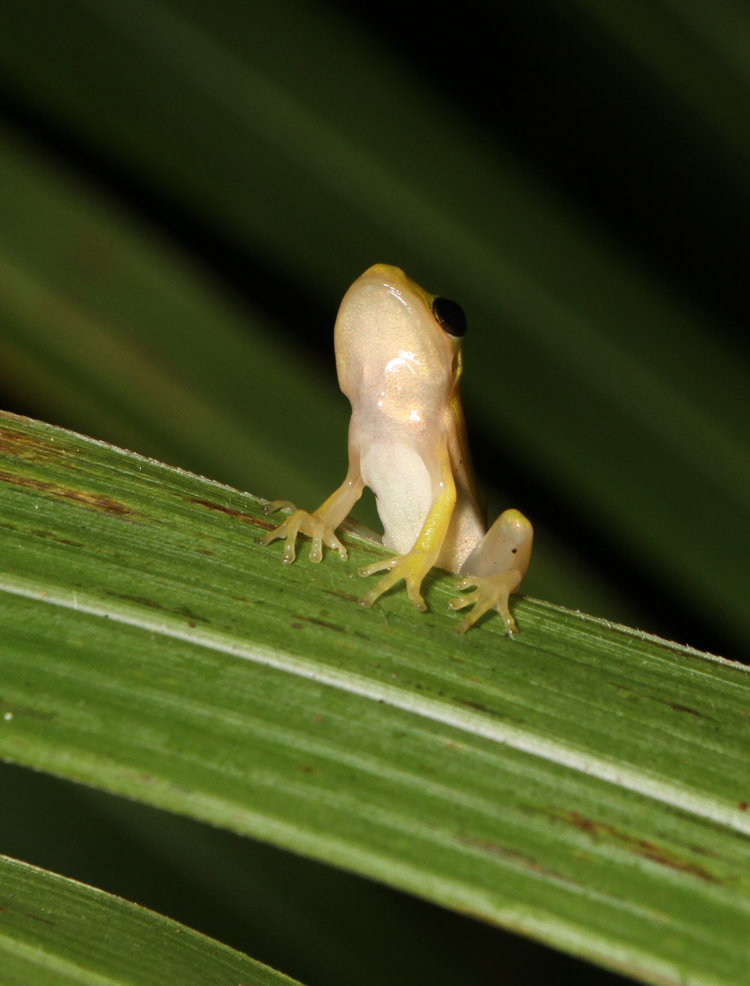 minuscule juvenile green treefrog Dryophytes cinereus perched on bullrush lead and looking skyward