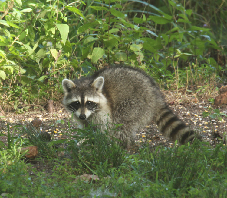 adult North American raccoon Procyon lotor foraging during afternoon on pond edge