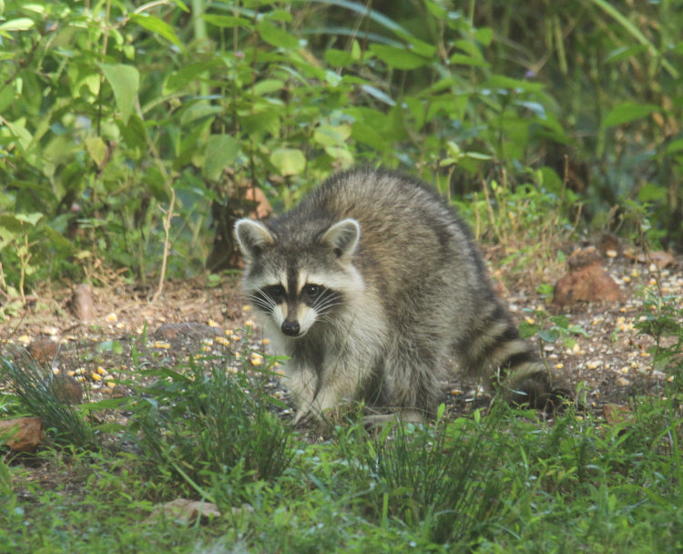 adult North American raccoon Procyon lotor foraging for corn on pond edge