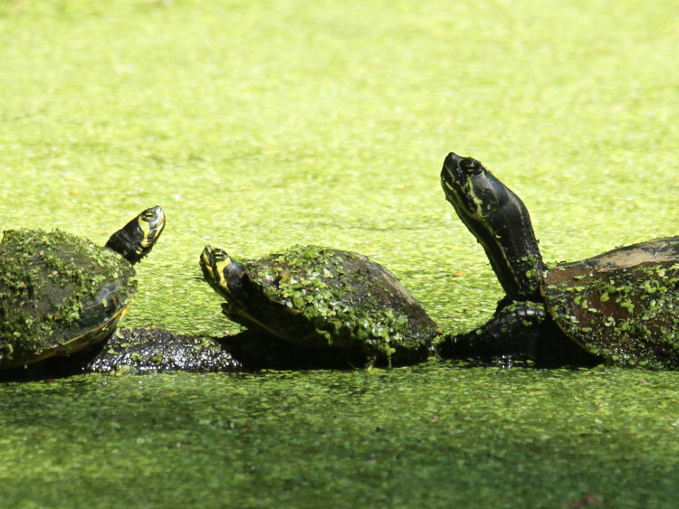 trio of yellow-bellied sliders Trachemys scripta scripta barely catching sunlight on old snag while covered in duckweed