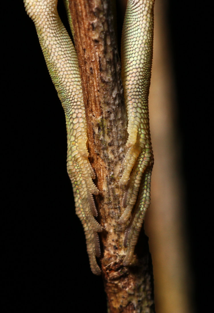 closeup of feet of Carolina anole Anolis carolinensis sleeping vertically on twig