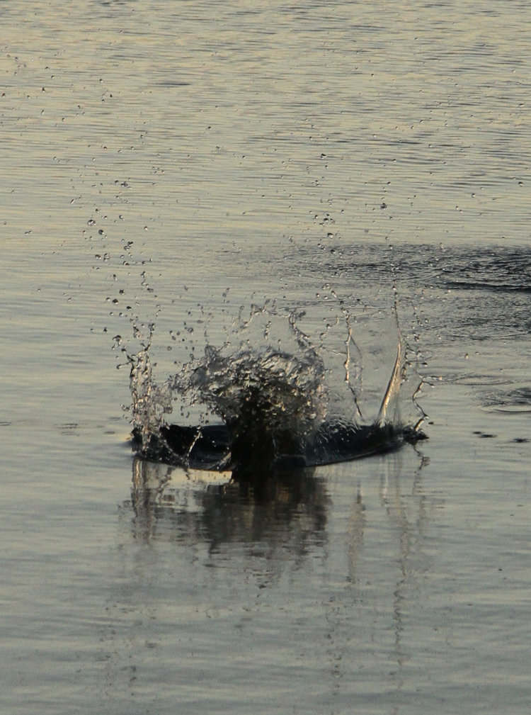 detailed splash from fish reentering water after jumping