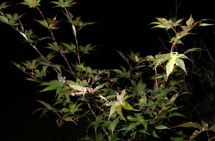 five juvenile Carolina anoles Anolls carolinensis sleeping in leaves of Japanese maple