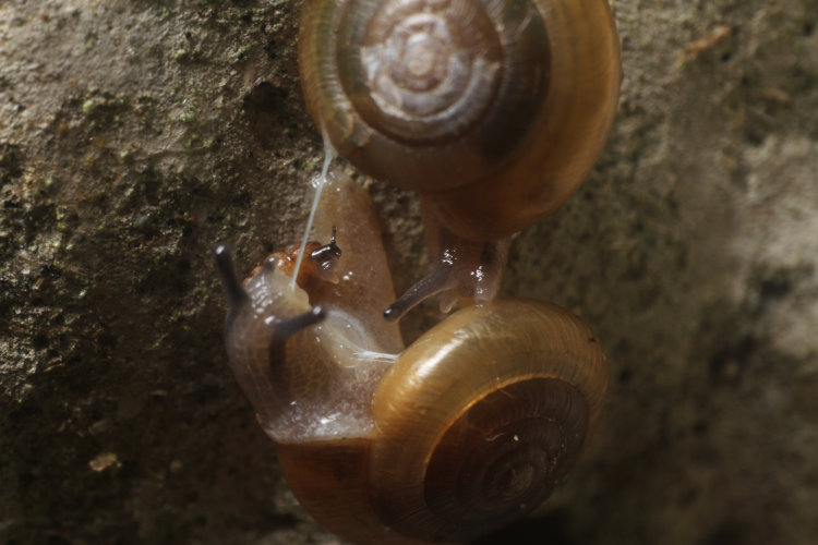 unidentified snails possibly engaging in courtship