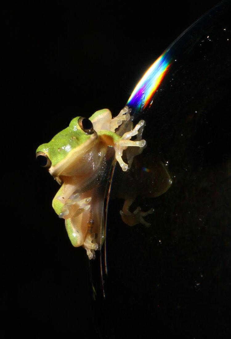 green treefrog Dryophytes cinereus perched on gazing ball being cheeky