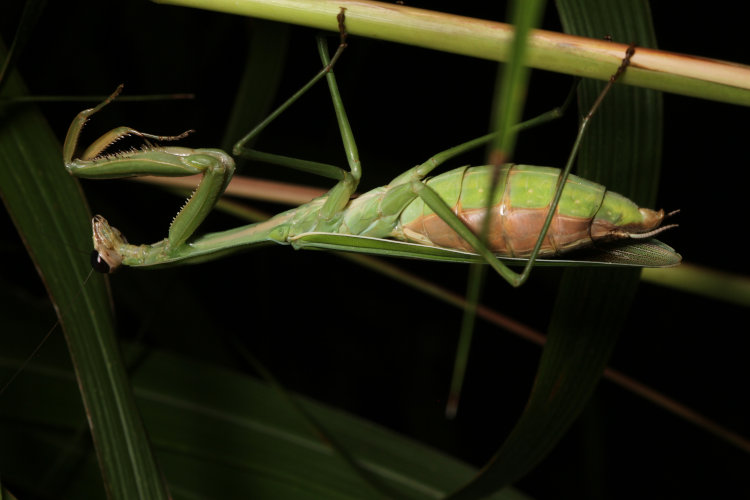 very pregnant Chinese mantis Tenodera sinensis perched on water reed