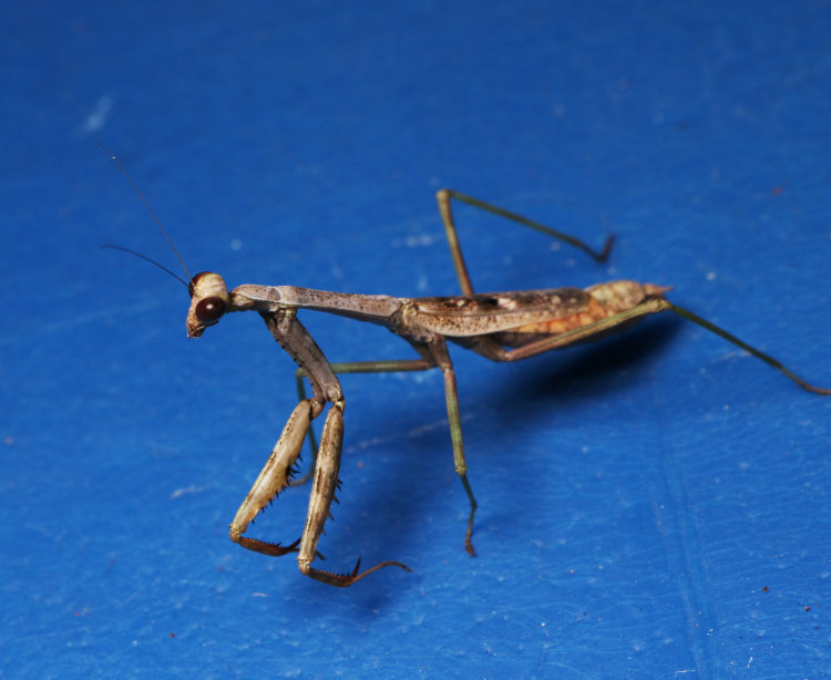 adult female Carolina mantis Stagmomantis carolina showing short wings and grey/brown color pattern
