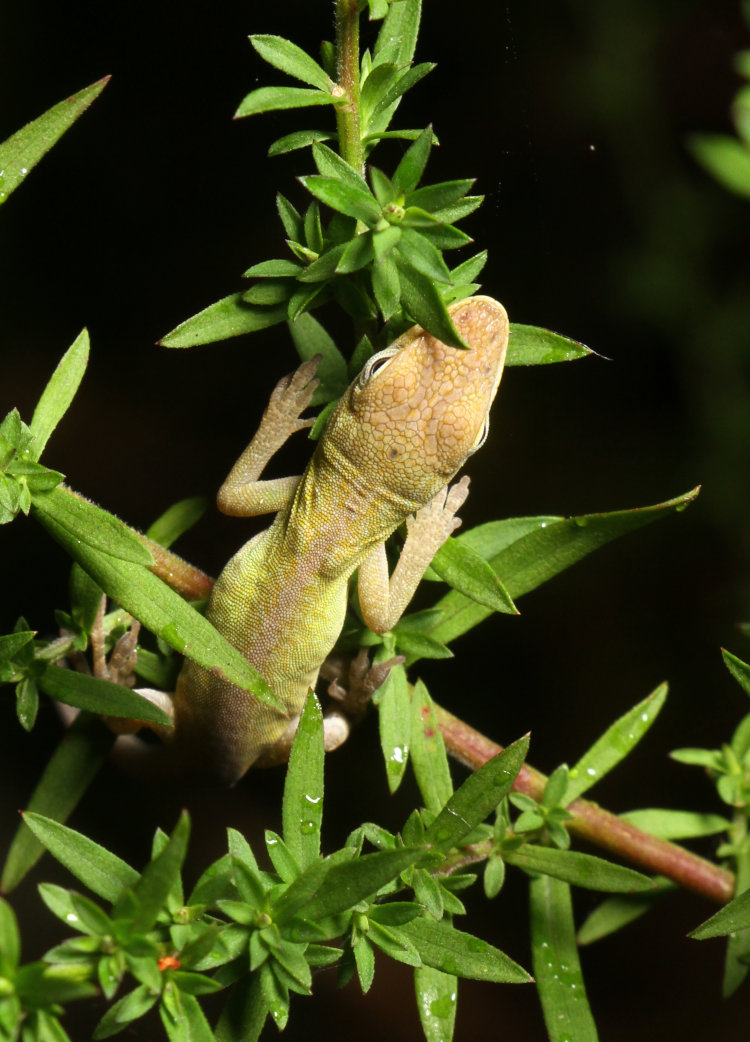 sleeping juvenile Carolina anole Anolis carolinensis under new macro softbox lighting