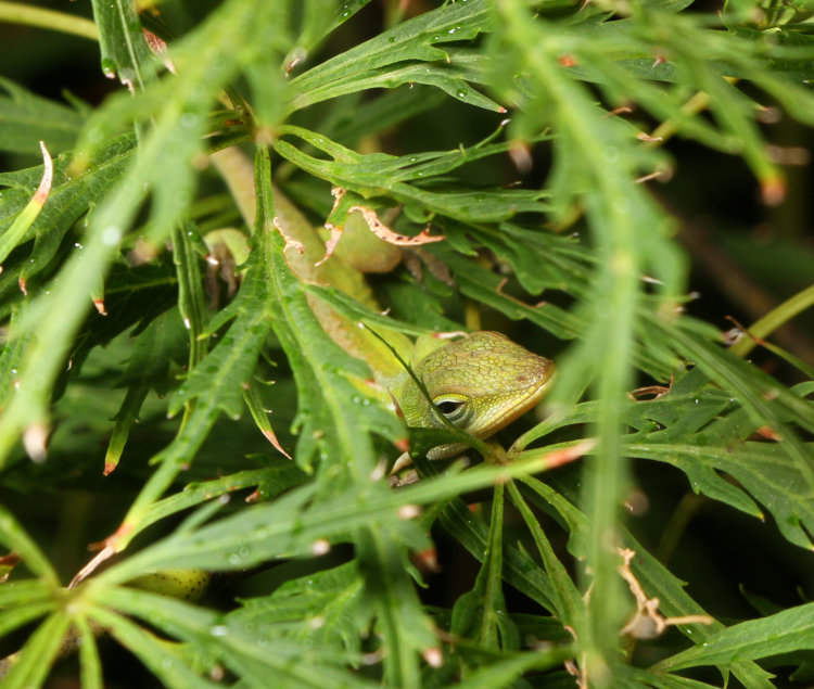 snoozing juvenile Carolina anole Anolis carolinensis tucked within leaves of Japanese maple, without harsh shadows