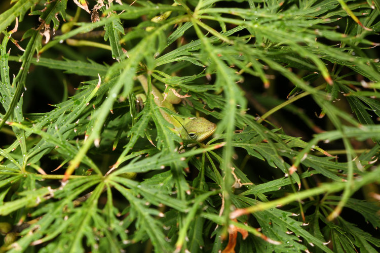 full-frame of juvenile Carolina anole Anolis carolinenesis among leaves of Japanese maple