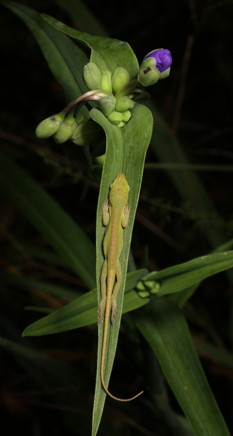 juvenile Carolina anole Anolis carolinensis sleeping vertically on hairy-stem spiderwort Tradescantia hirsuticaulis leaf