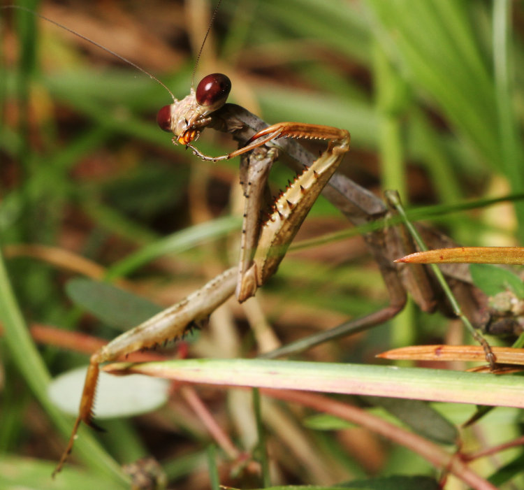 adult female Carolina mantis Stagmomantis carolina cleaning her feet after having touched the author's hand