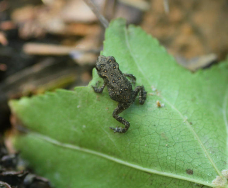 unidentified juvenile frog, possibly barking treefrog Dryophytes gratiosus, perched on leaf