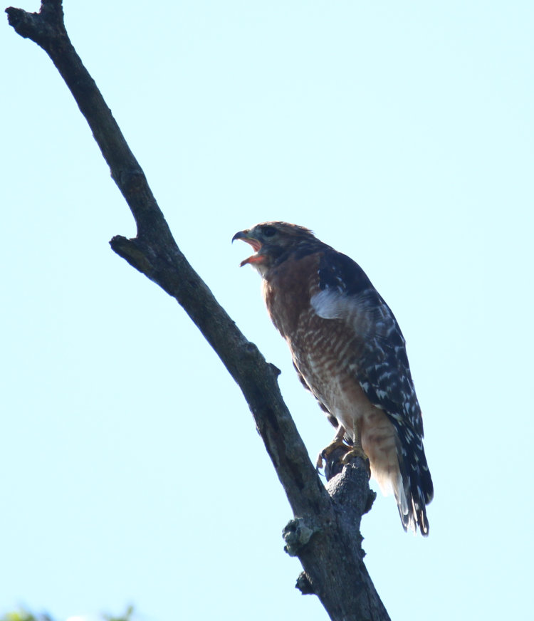 likely female red-shouldered hawk Buteo lineatus calling from perch on dead branch