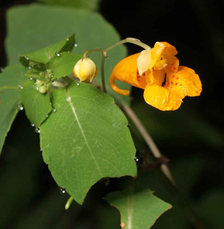 orange jewelweed Impatiens capensis blossom and leaves, sporting dew on tips