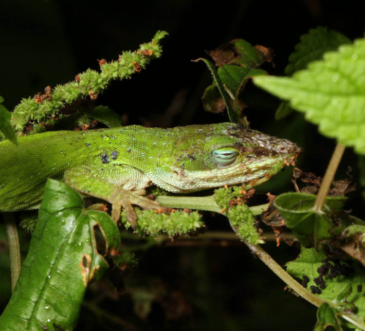 large and rough-looking adult Carolina anole Anolis carolinensis sleeping on weeds