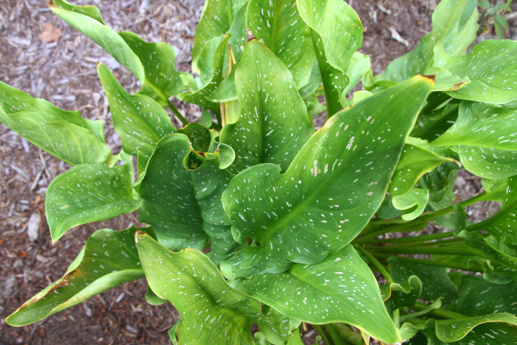 juvenile green treefrog Dryophytes cinereus hiding deep within leaves of calla lilies Zantedeschia aetheopica