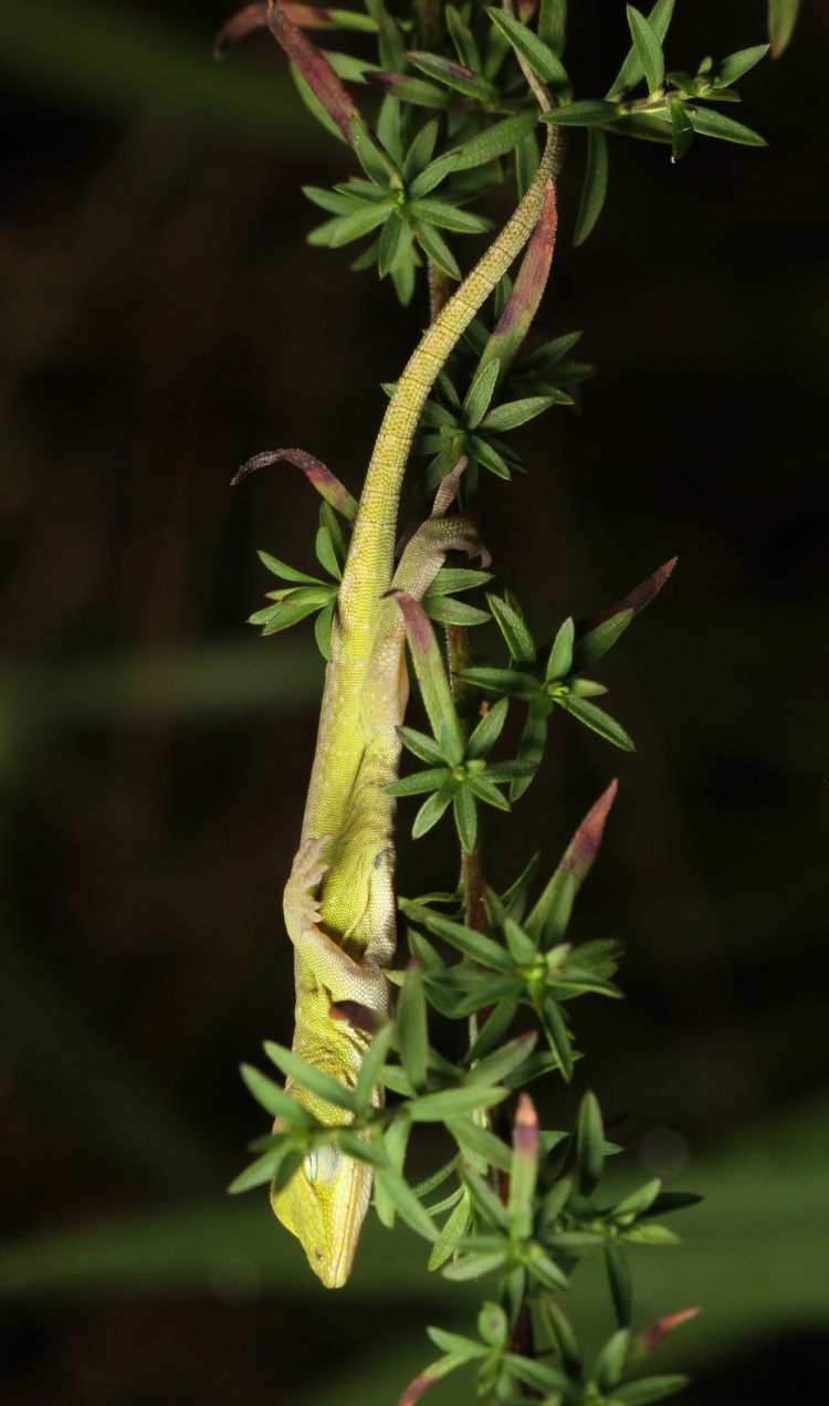 juvenile green anole Anolis carolinensis sleeping vertically head-down with one foreleg suspended in midair