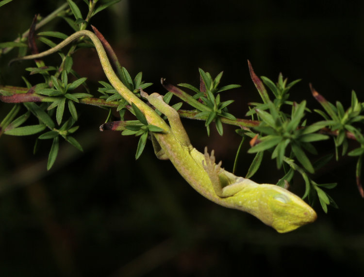juvenile Carolina anole Anolis carolinensis sleeping with one leg hanging in space
