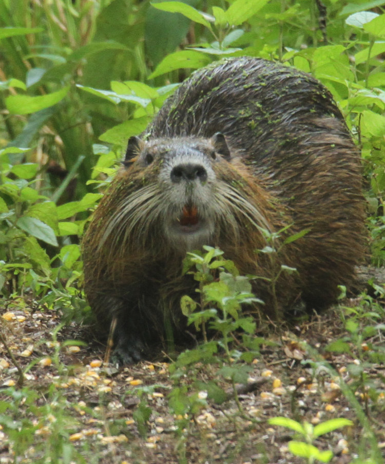 direct portrait of nutria Myocastor coypus showing orange teeth and white whiskers