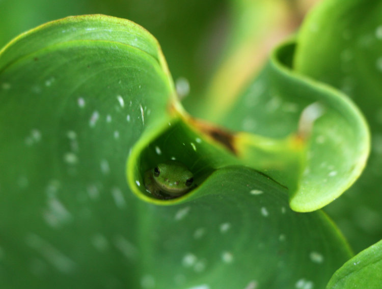 juvenile green treefrog Dryophytes cinereus nestled between leaves of calla lily Zantedeschia aetheopica during daylight