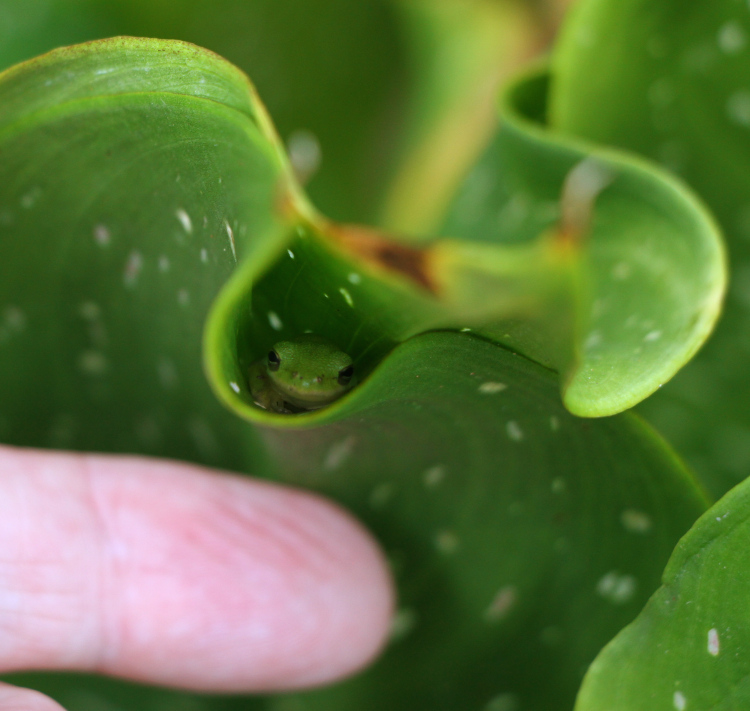 juvenile green treefrog Dryophytes cinereus nestled between leaves of calla lily Zantedeschia aetheopica, with author's finger alongside for scale
