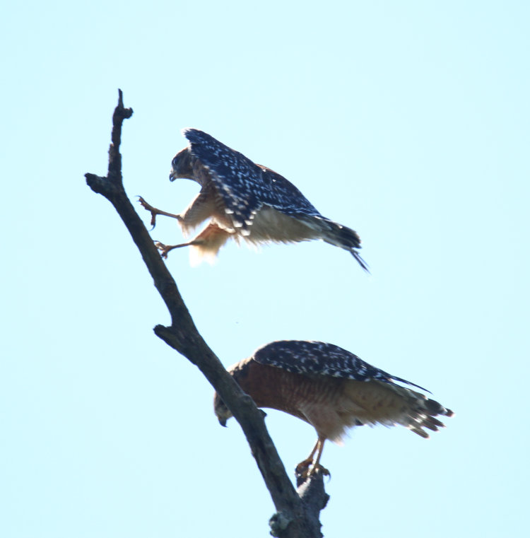 likely male red-shouldered hawk Buteo lineatus taking perch on dead branch above female