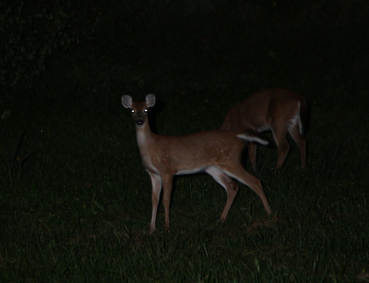 pair of orphaned white-tailed deer Odocoileus virginianus browsing in yard at night
