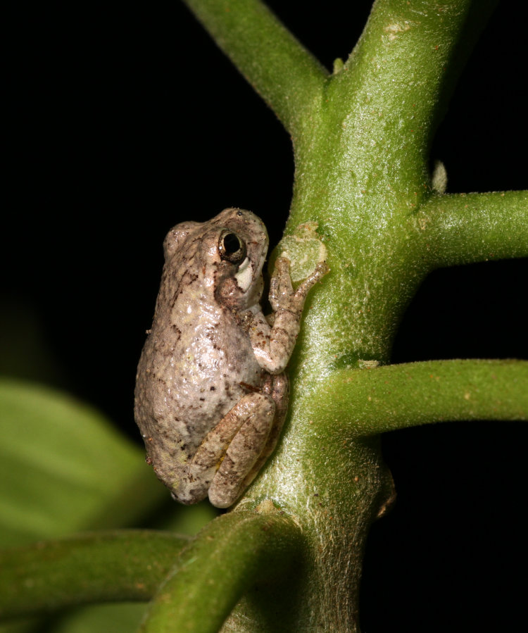 very young Copes grey treefrog Dryophytes chrysoscelis perched on stem of Brugmansia plant