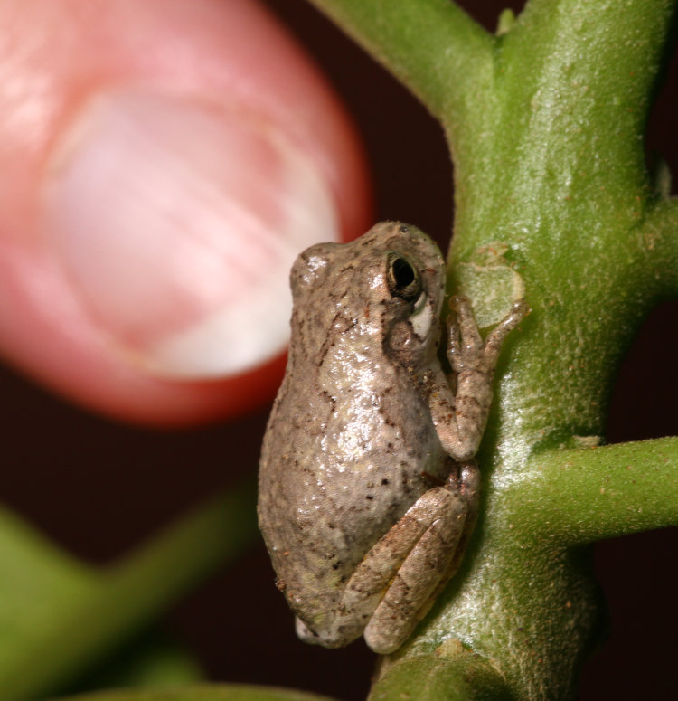 very young Copes grey treefrog Dryophytes chrysoscelis perched on stem of Brugmansia plant, with fingernail for scale