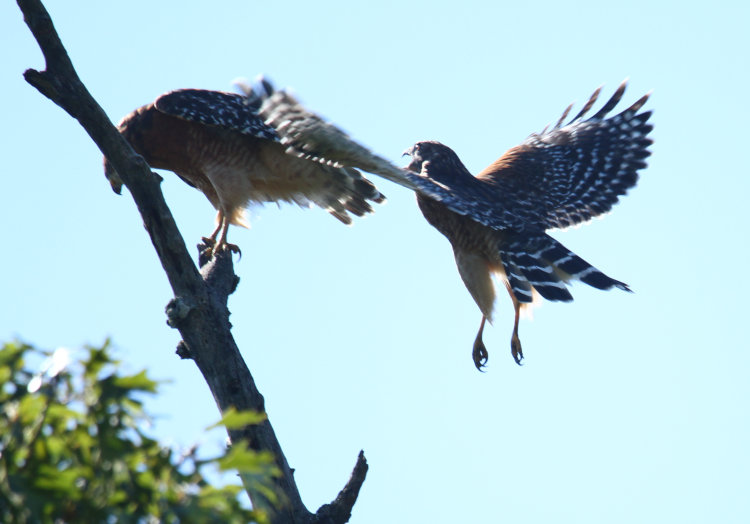 likely male red-shouldered hawk Buteo lineatus coming in to land next to female on dead branch