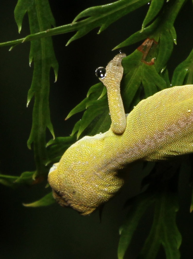 juvenile Carolina anole Anolis carolinensis with dewdrop adhering to front toes