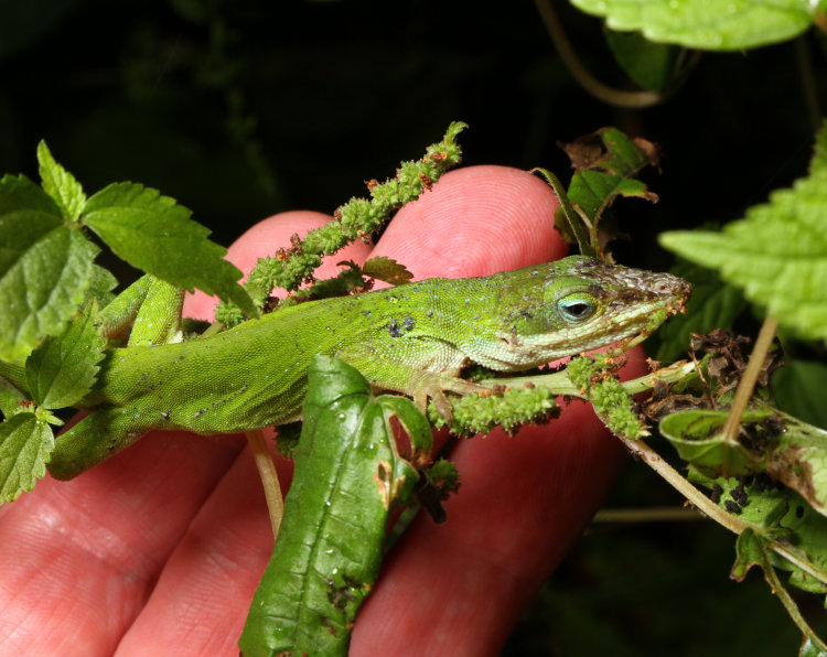 large adult rough-looking Carolina anole Anolis carolinensis with author's hand for scale