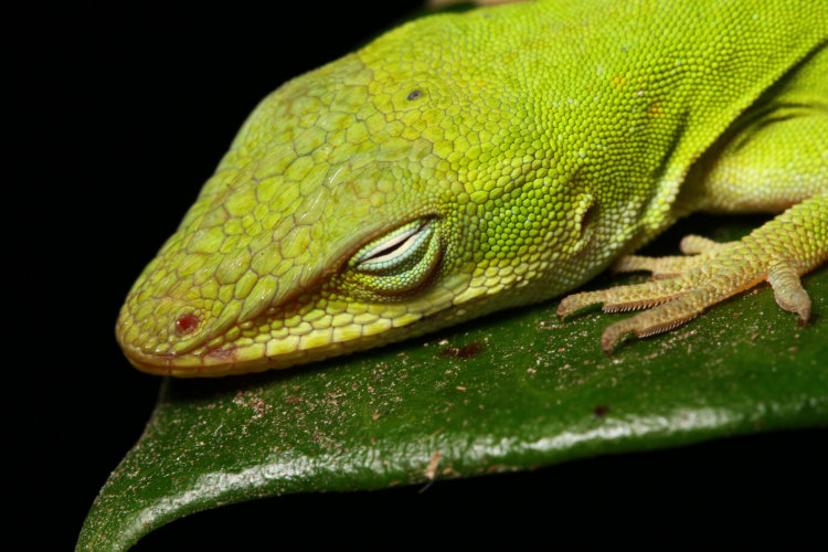 closeup of Carolina anole Anolis carolinensis to test Sigma 180 macro