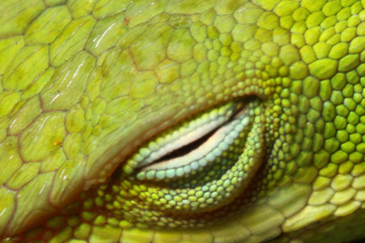 tight crop of closeup of Carolina anole Anolis carolinensis to test Sigma 180 macro