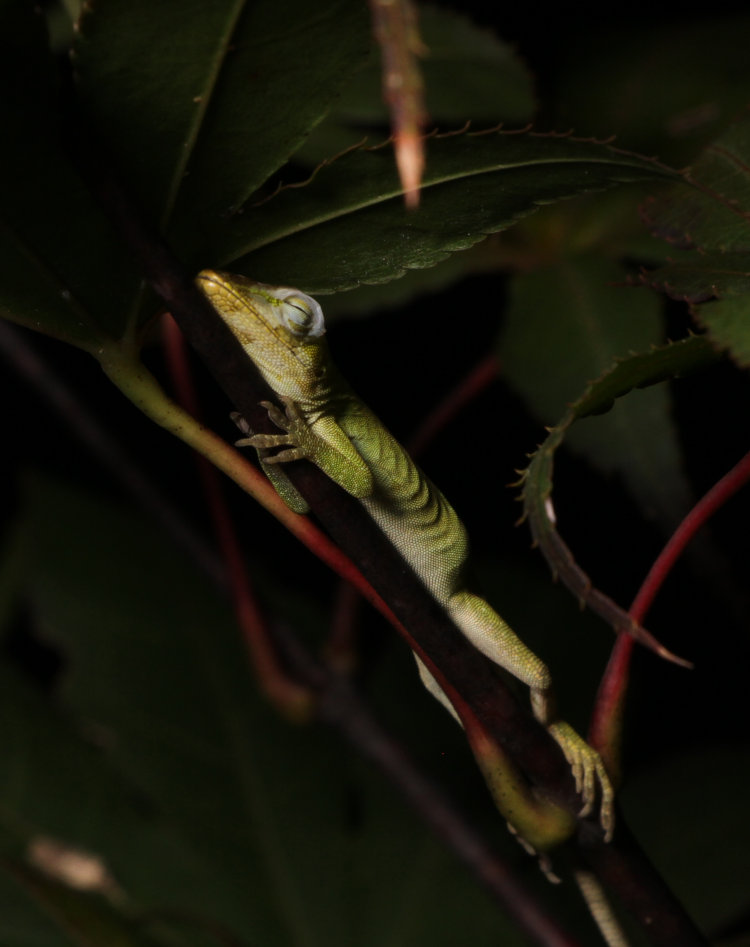 juvenile Carolina anole Anolis carolinensis sleeping in Japanese maple, beginning to molt and looking desiccated