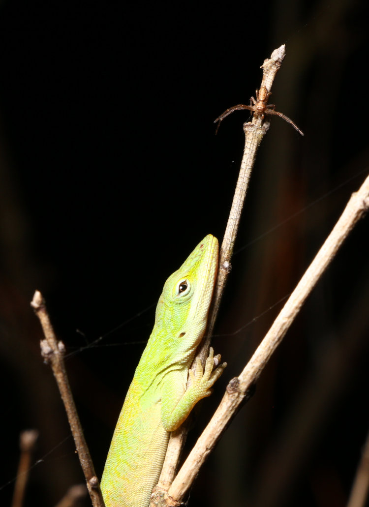 softbox test of Carolina anole Anolis carolinensis and unidentified crab spider sleeping on dead twig